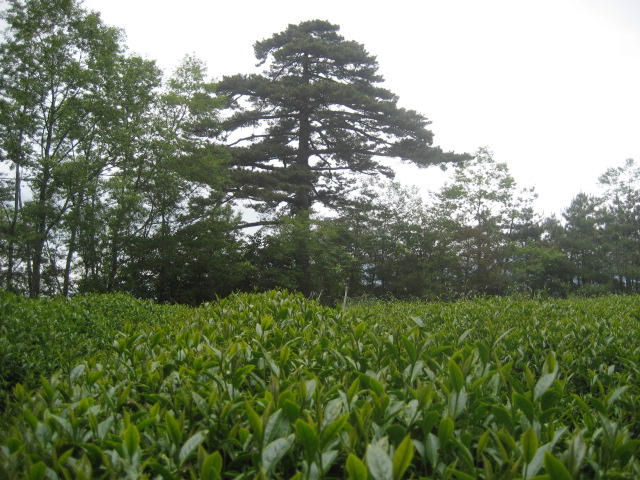 福壽山茶區